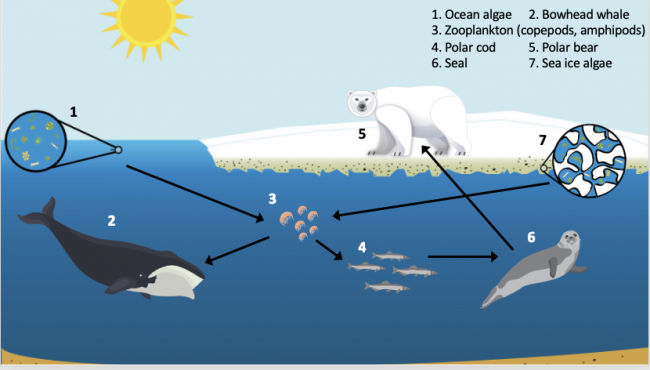 Data Puzzle Tracing Carbon Through The Arctic Food Web Education   Food Web 